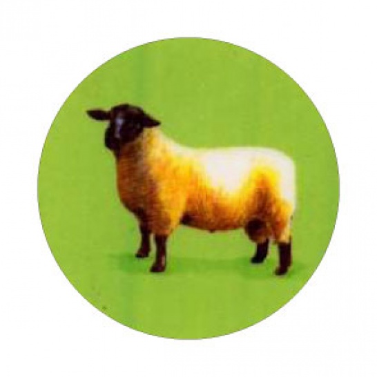 K151 - Trophy Land